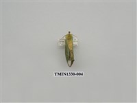 藏品(尺蠖蛾科)的圖片